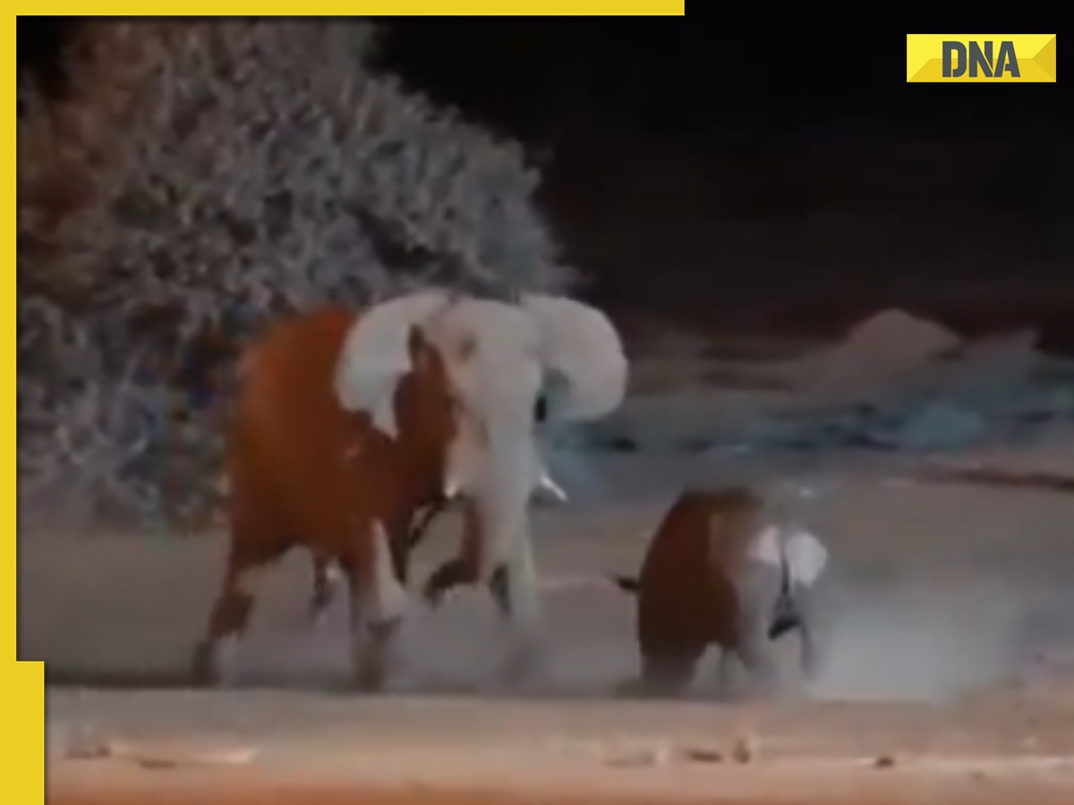 Viral video: Nature's heavyweights face off as elephant outsmarts charging rhino, watch