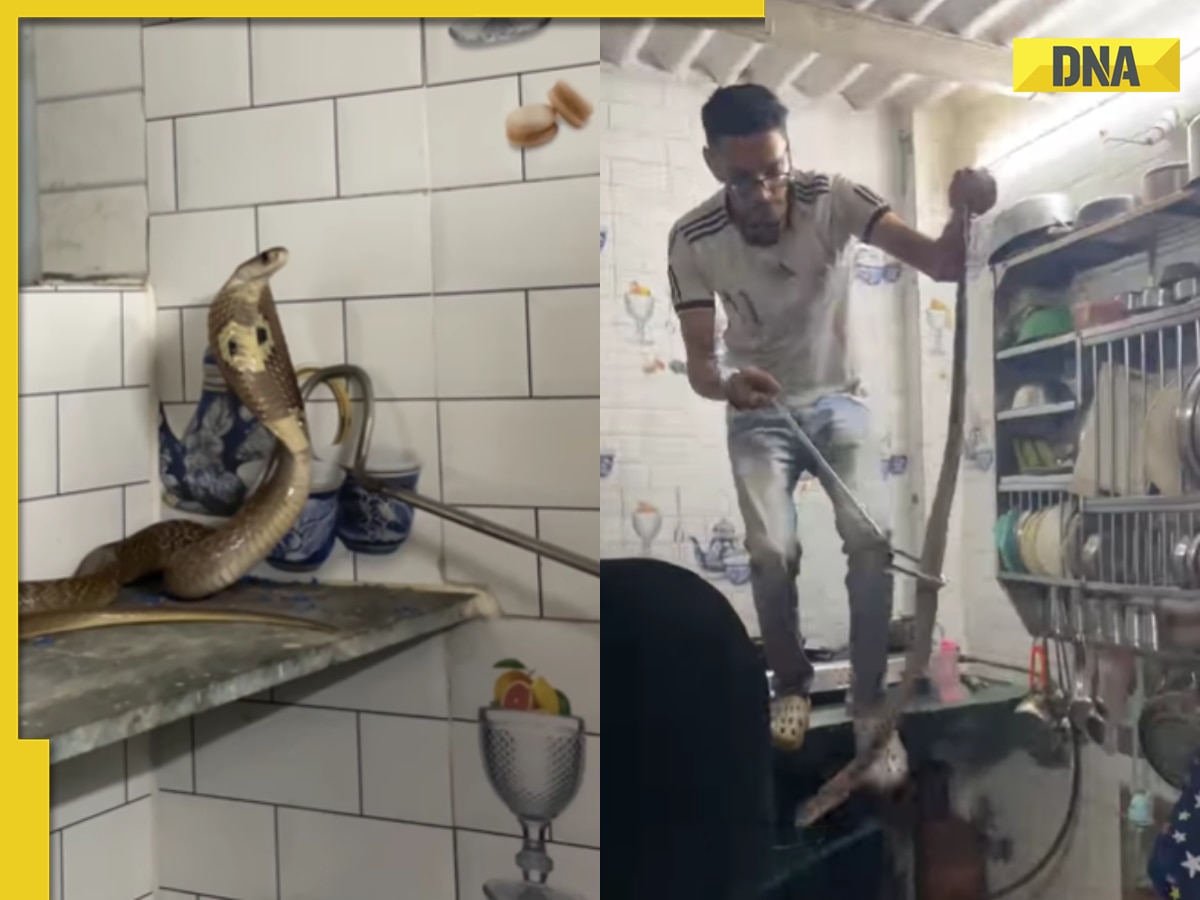 Watch: Brave rescuer saves massive cobra from kitchen, video goes viral