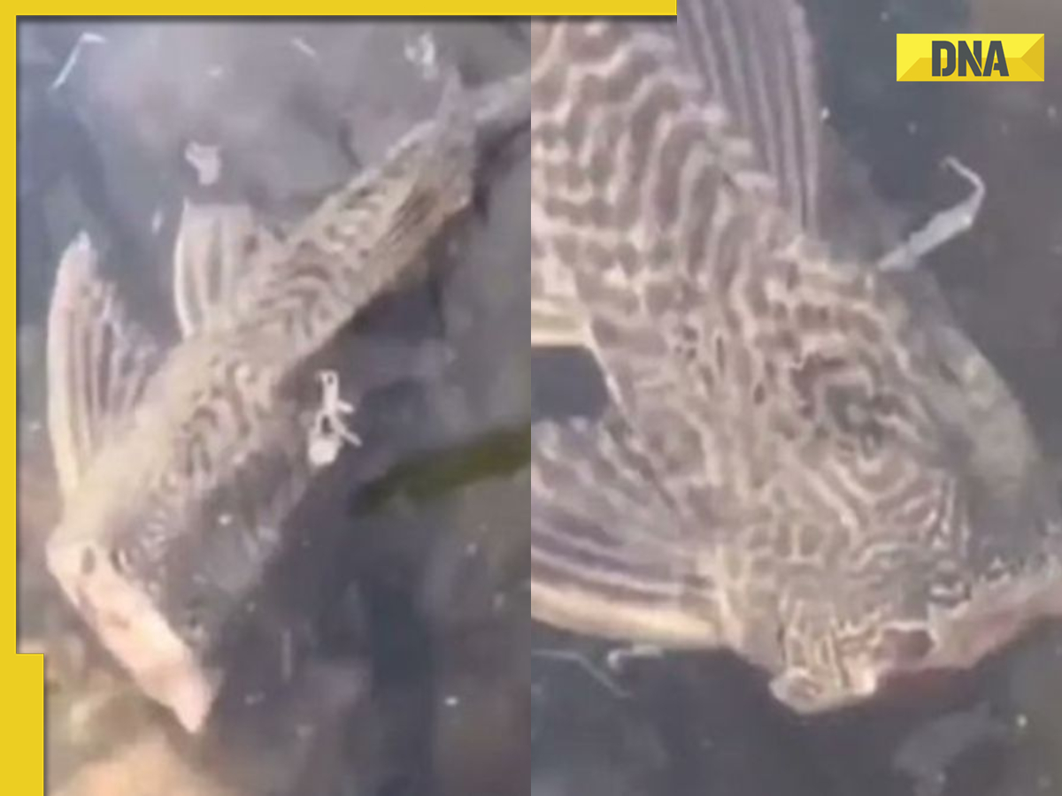 Zombie fish? 'Headless' fish casually swims in lake in viral video ...