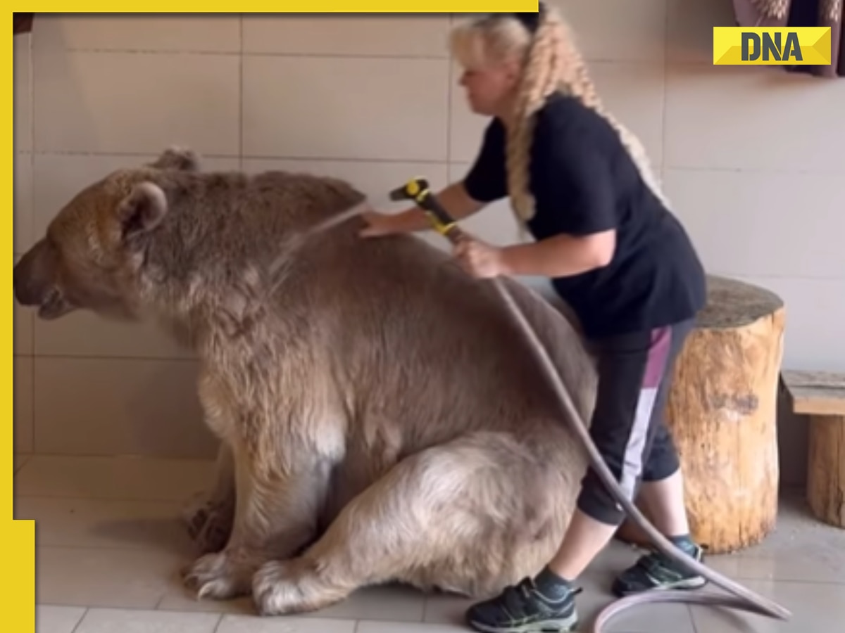 Viral video: Woman bathing giant bear with bare hands sends chills down netizens' spines