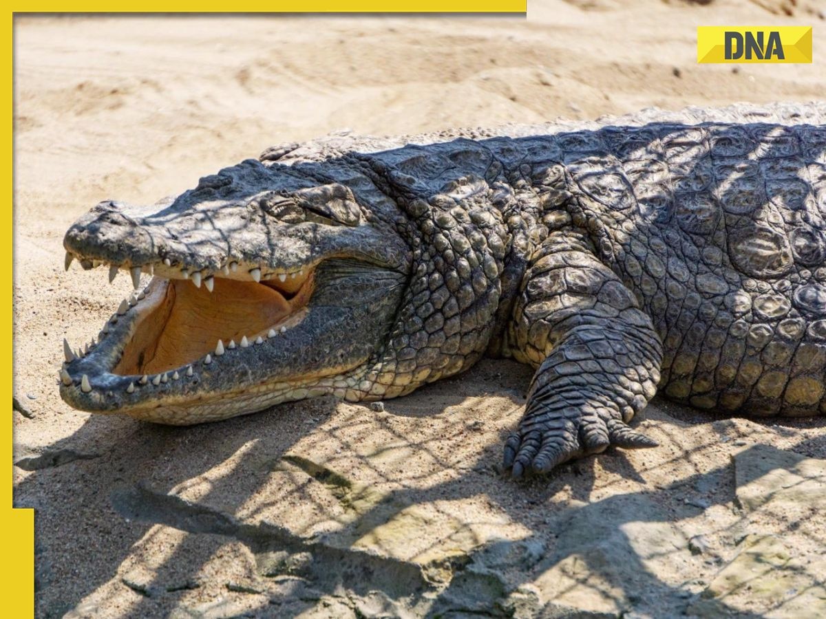 16 feet long, 750 kg weight, 10000 offsprings: Know all about world's oldest crocodile