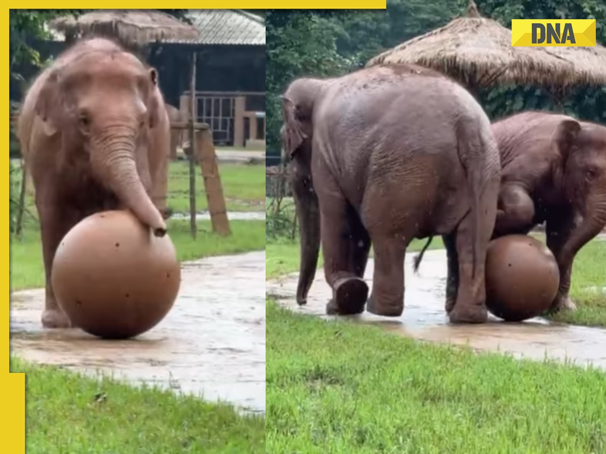 Viral video: Baby elephant’s adorable attempt to play football with mom charms internet