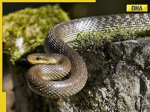 In this village of India people keep cobras in their homes instead of dogs or cats 