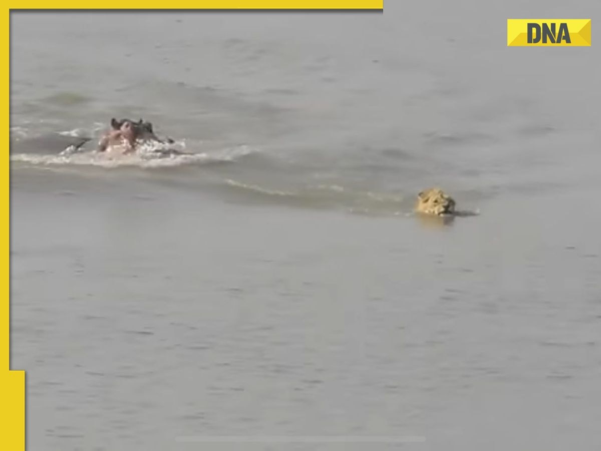 Viral video: Lion jumps into river to escape chasing Hippo, here's what happened next, watch