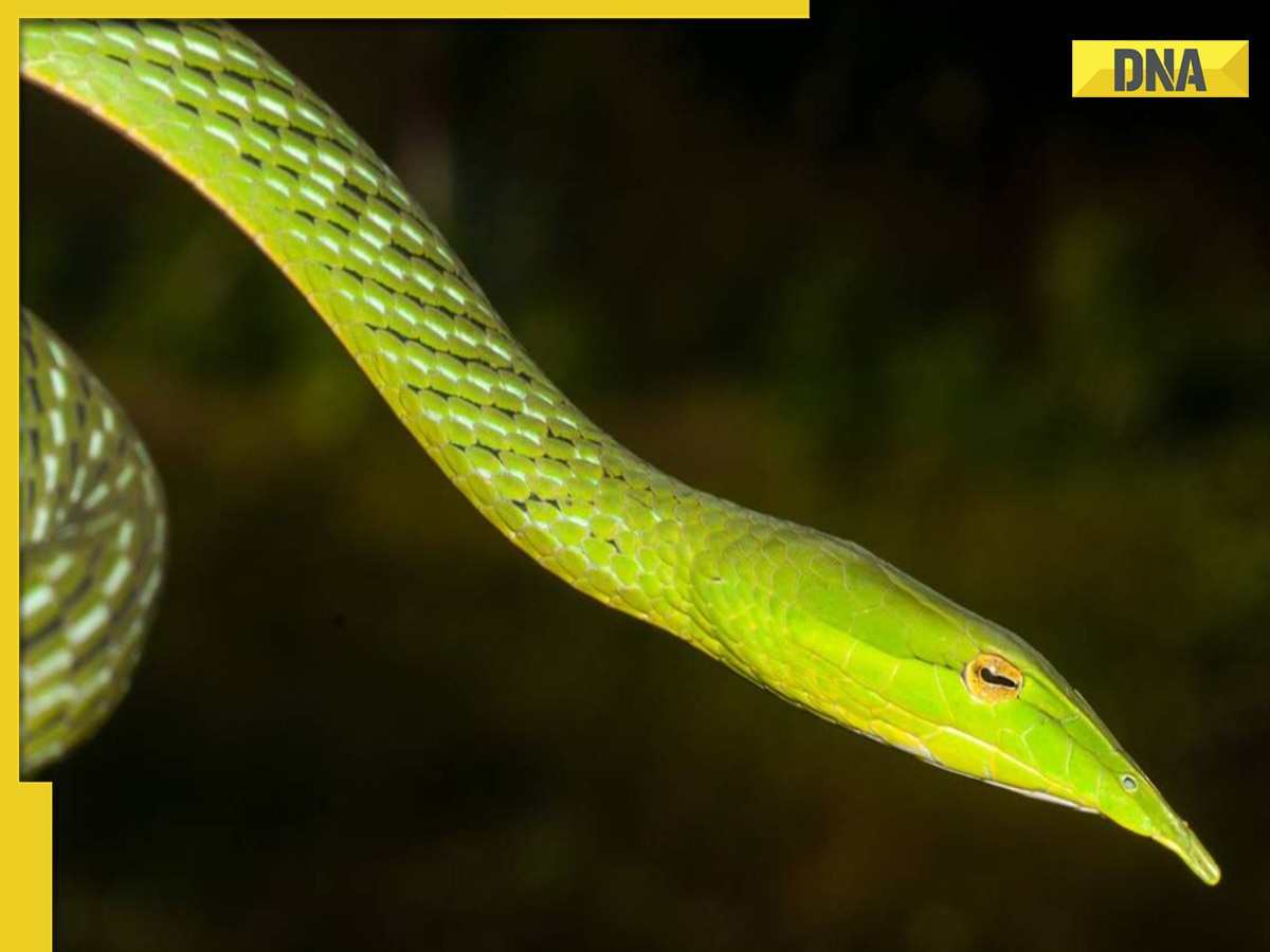 SEE PIC: New snake species with 'very big nose' found in India, its length is…