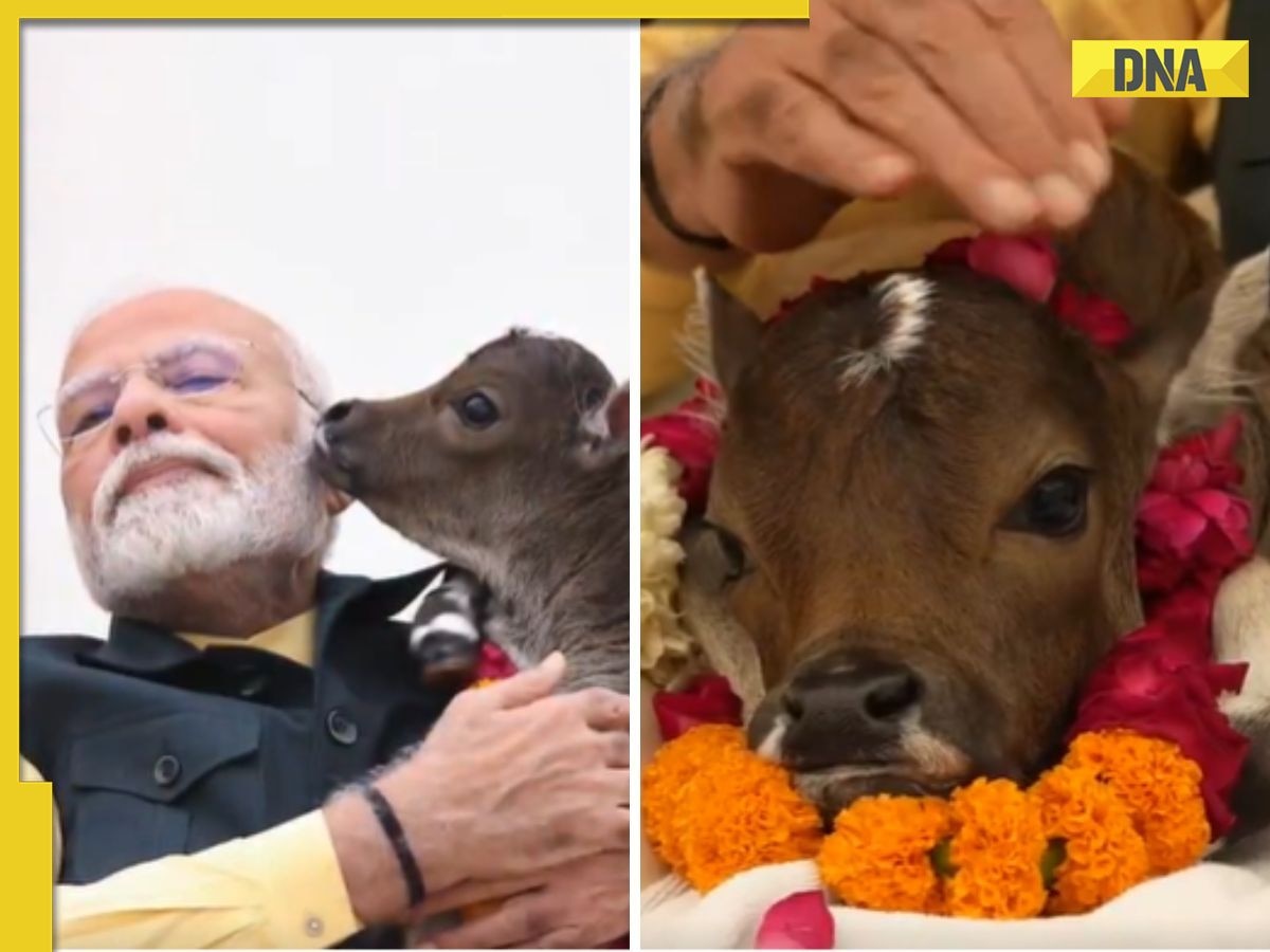 PM Modi welcomes baby calf at his residence, names it 'Deepjyoti': Know what it means