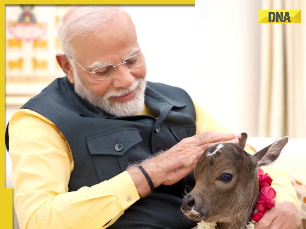 PM Modi welcomes calf, belonging to breed on verge of extinction, at his home, know why its significant