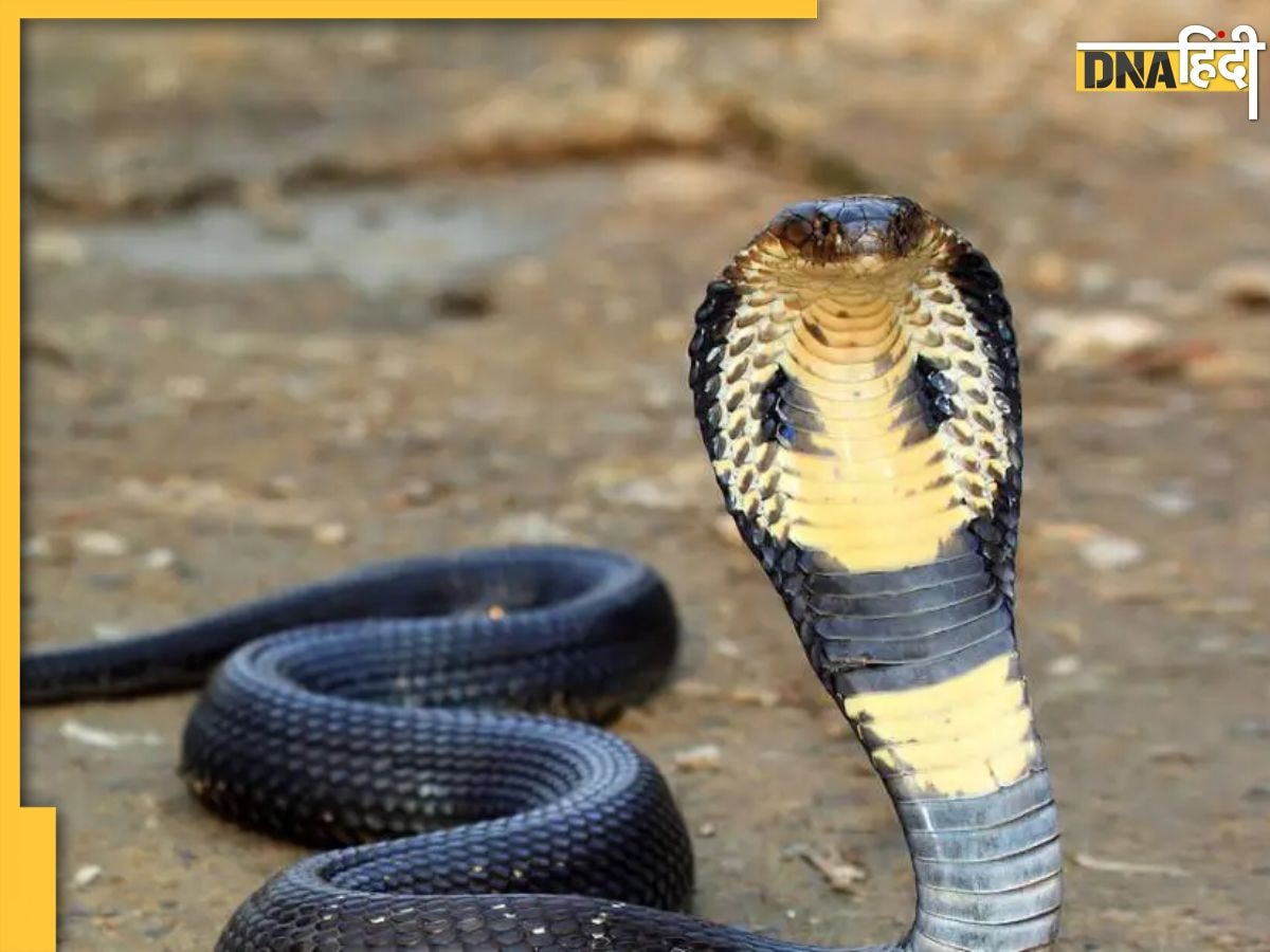 Noida की Amity University में लेक्चर के दौरान पहुंचे नागराज, एसी वेंटिलेशन से King Cobra निकलता देखकर उड़े होश