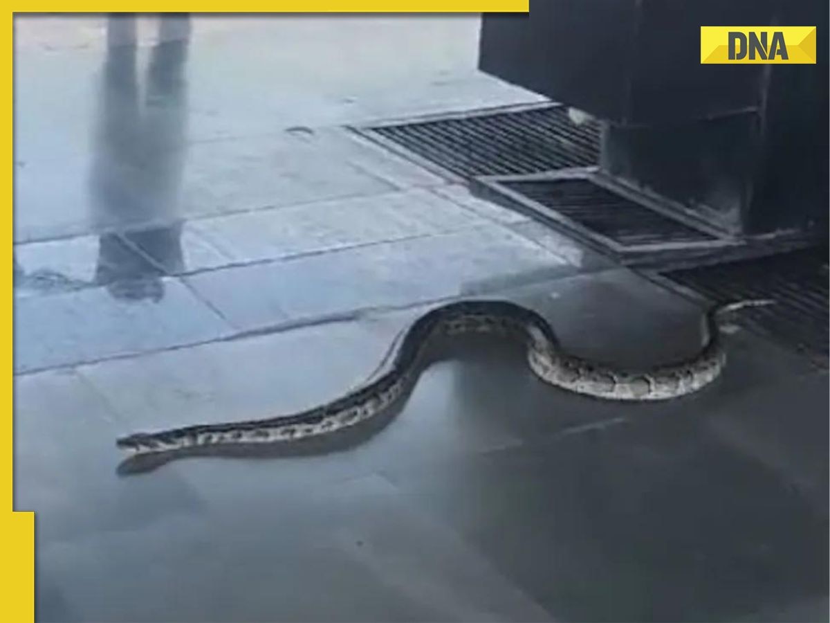 Viral video: Massive 6-foot-long snake found on Rishikesh station platform causes panic, watch 