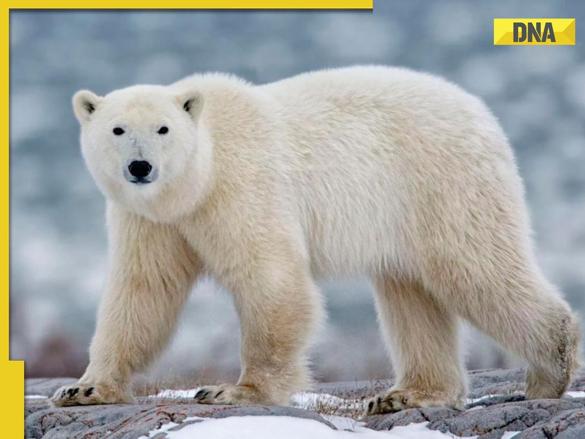 Polar bear spotted in Iceland after 8 years, what police did next will leave you shocked