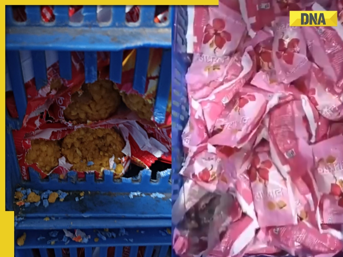 Siddhivinayak Ganapati Temple Trust launches probe after video of mice on prasad packets goes viral