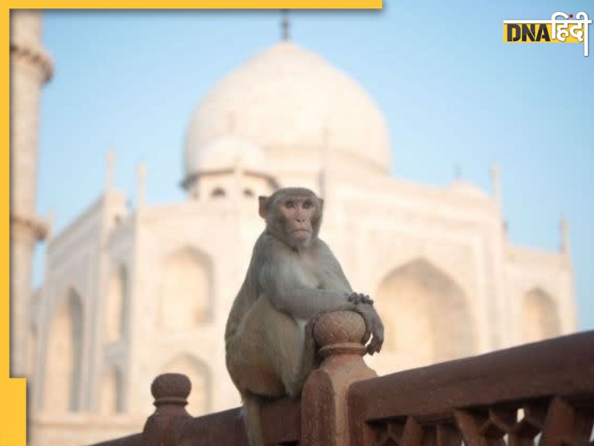 Taj Mahal: ताजमहल में बंदरों को लेकर बड़ा एक्शन, पर्यटकों की सुरक्षा में लगाई गई 'मंकी मशीन'