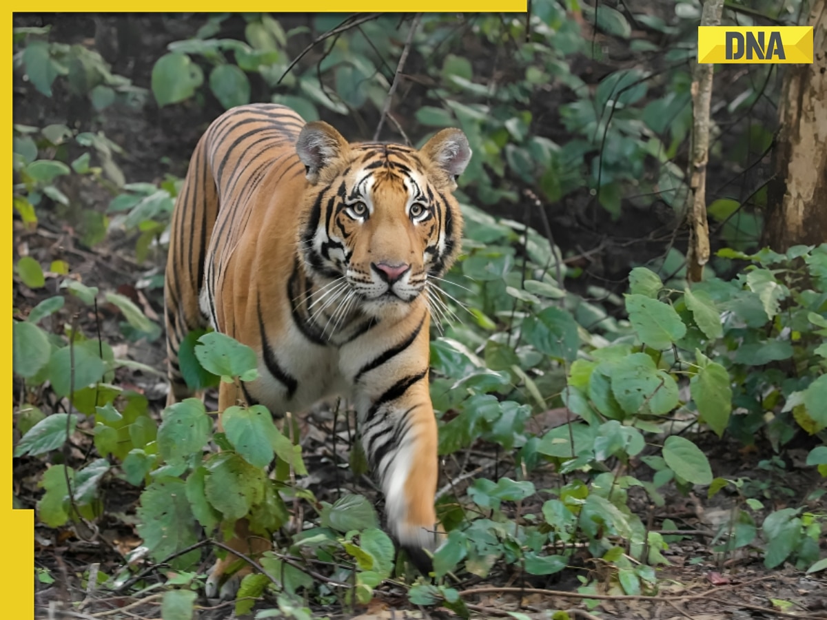 Tiger that killed 10 people in UP's Pilibhit might have been...