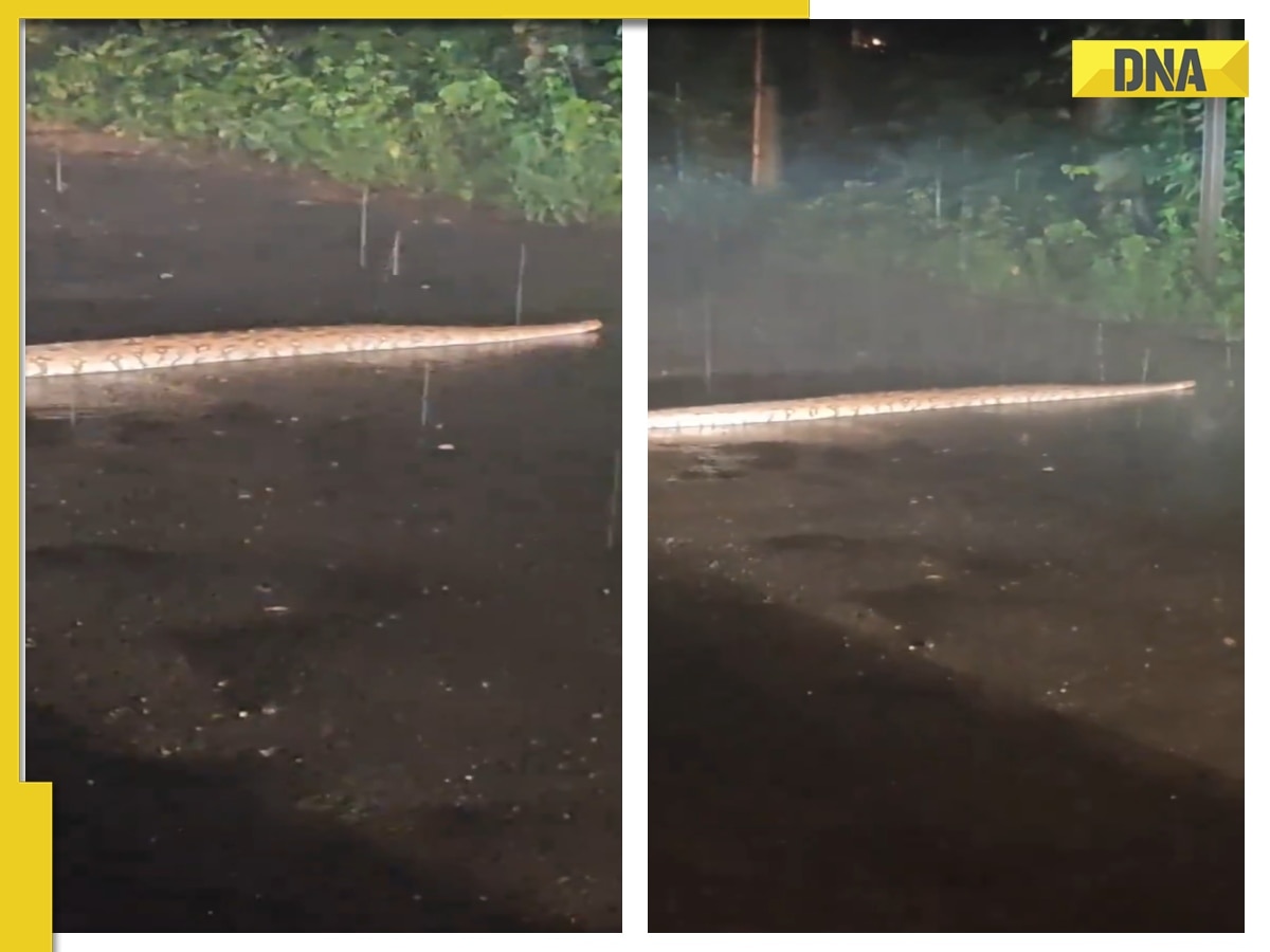 Viral video: 6-foot long python spotted crawling on road amid downpour in Mumbai, WATCH 