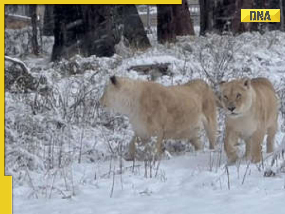 Viral video shows lions enjoying rare snowstorm in Africa, internet is delighted, watch here