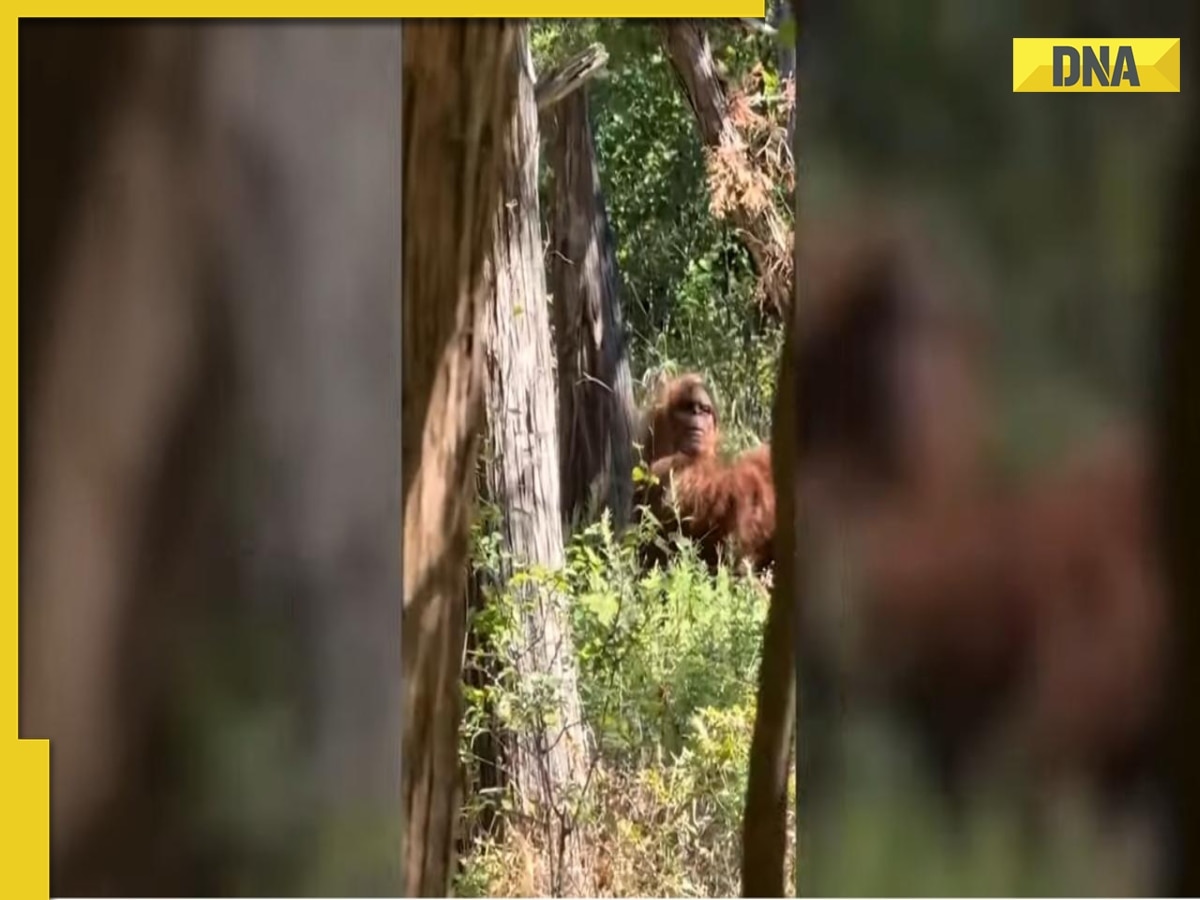 'Scariest moment of...': Hiker claims he spotted 'Bigfoot' on camera, internet reacts, WATCH viral video