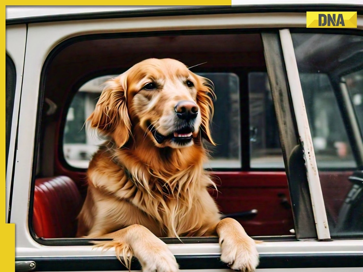 Good news for pet lovers! Uber launches special service, to start with...