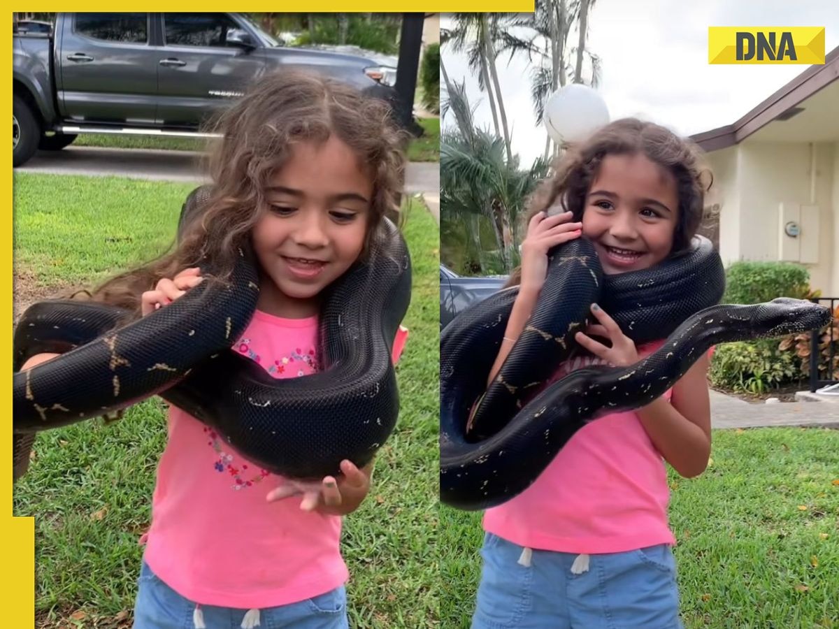 Watch: Little girl lifts huge snake in viral video, parents face backlash for dangerous stunt