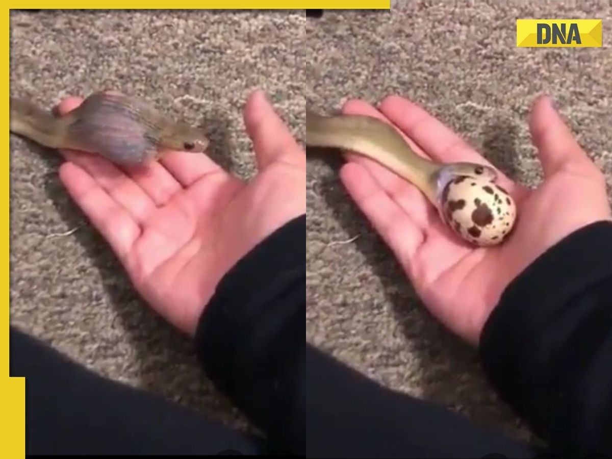 'I can’t believe': Video of snake swallowing large egg in one go leaves internet stunned, watch