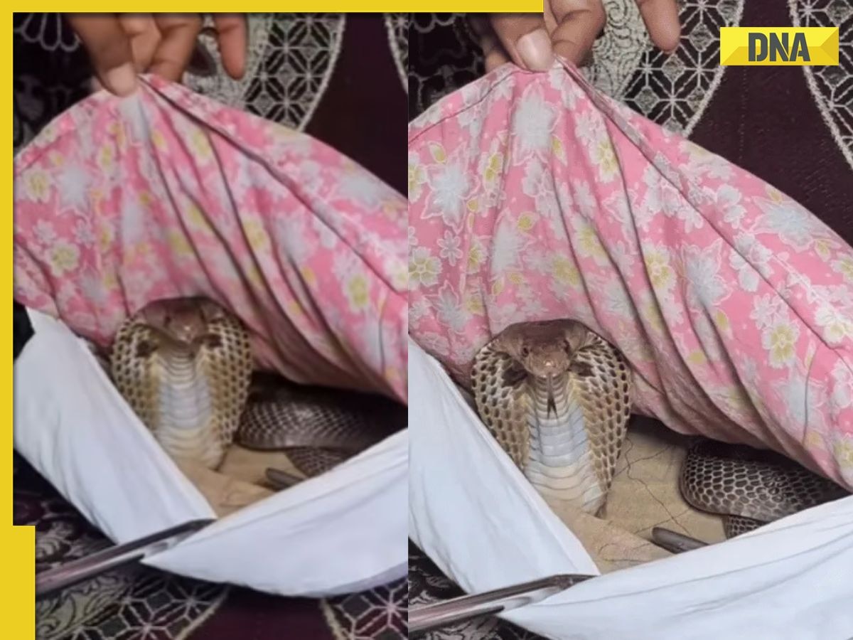 Viral Video: Man finds cobra inside sofa pillow, leaves internet shivering, watch