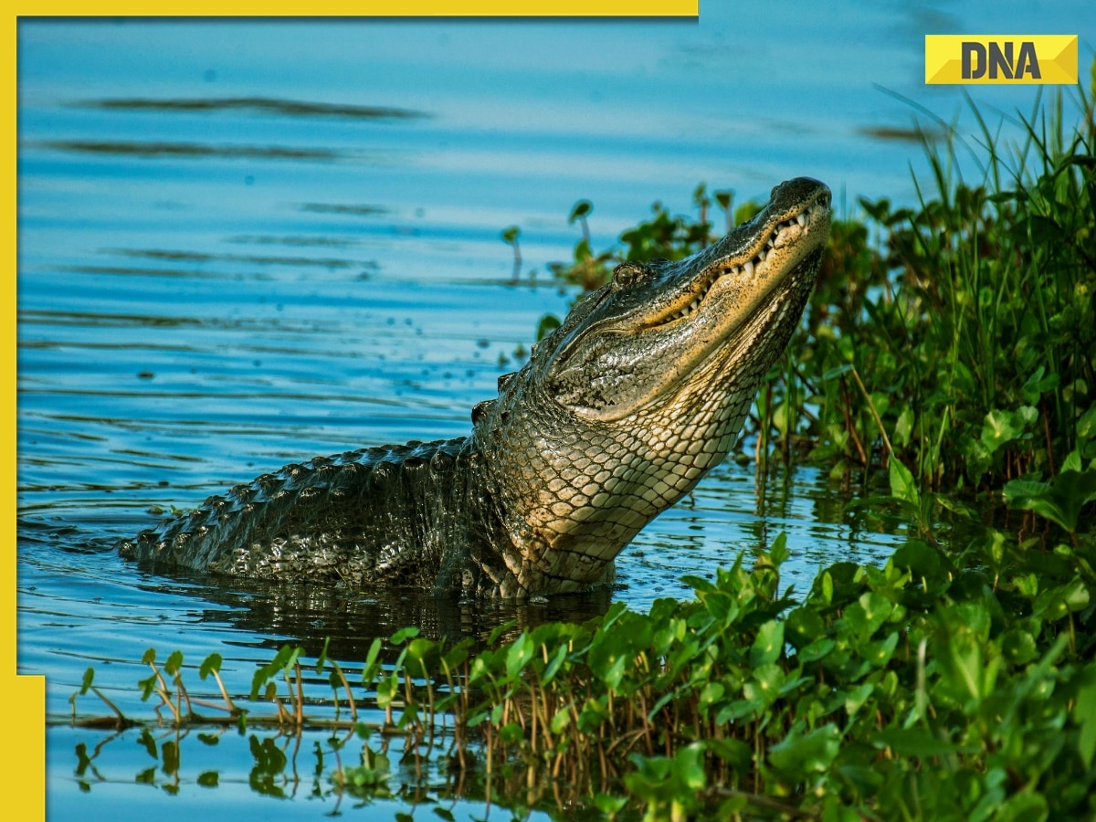 7-foot-long crocodile enters residence, here's what happened next