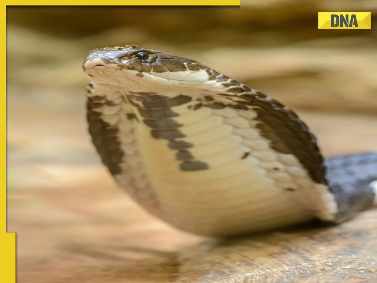 In THIS Indian village, families live with cobras, the reason is...