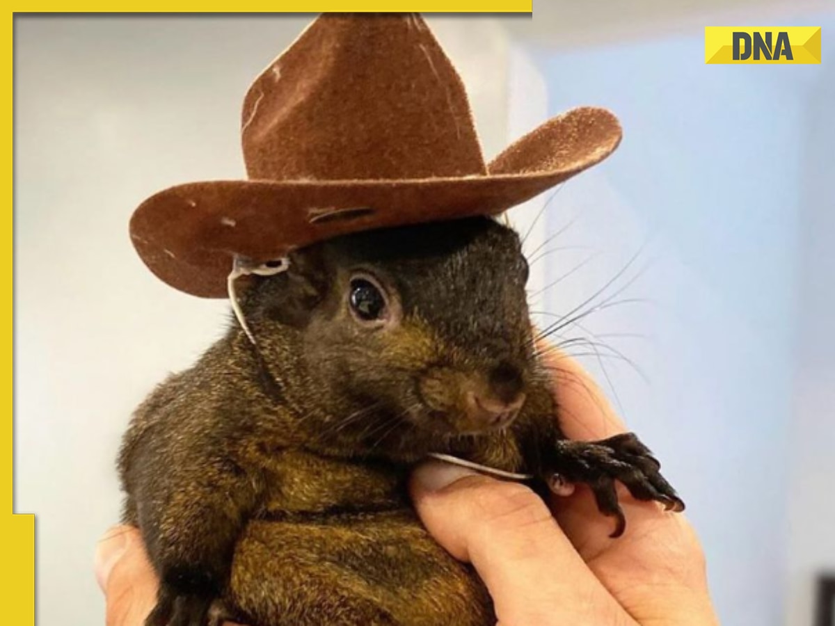 DNA Explainer: Why are New York agencies receiving bomb threats over social media star Peanut the Squirrel?