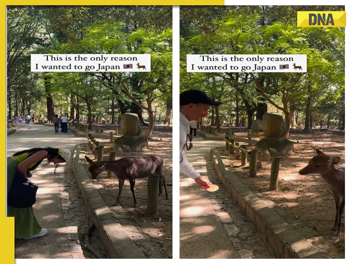 'More civilised than...': Viral video captures Japan's Nara deer bowing back at woman, WATCH