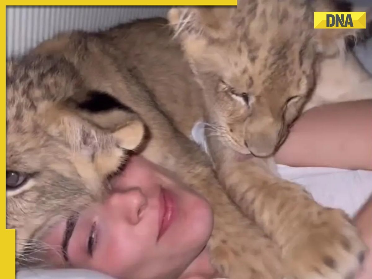 'This is just exploitation...': Video of woman sleeping with lion cubs goes viral, watch