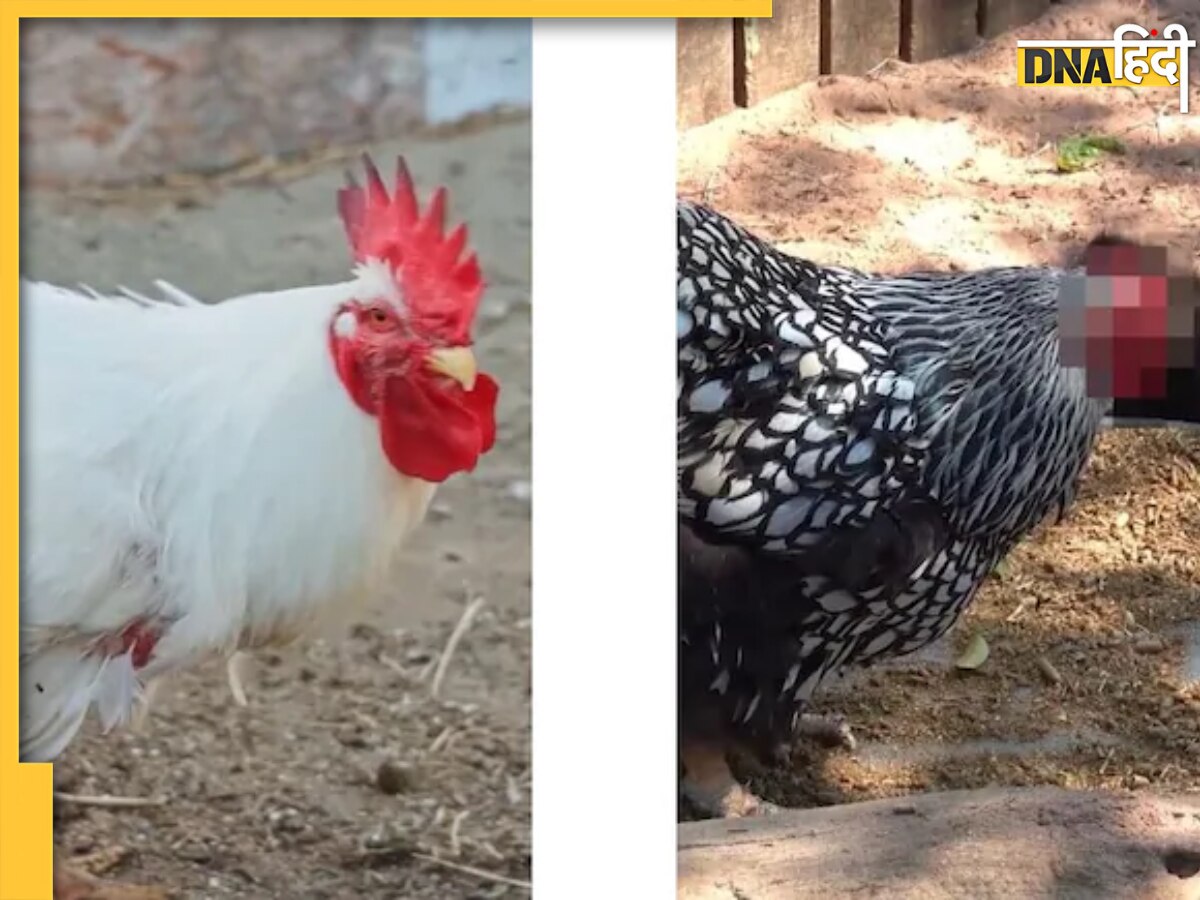 Viral Video: सिर कटने के डेढ़ साल तक जिंदा रहा ये मुर्गा, मालिक को बना दिया करोड़पति, गिनीज वर्ल्ड रिकॉर्ड में नाम दर्ज