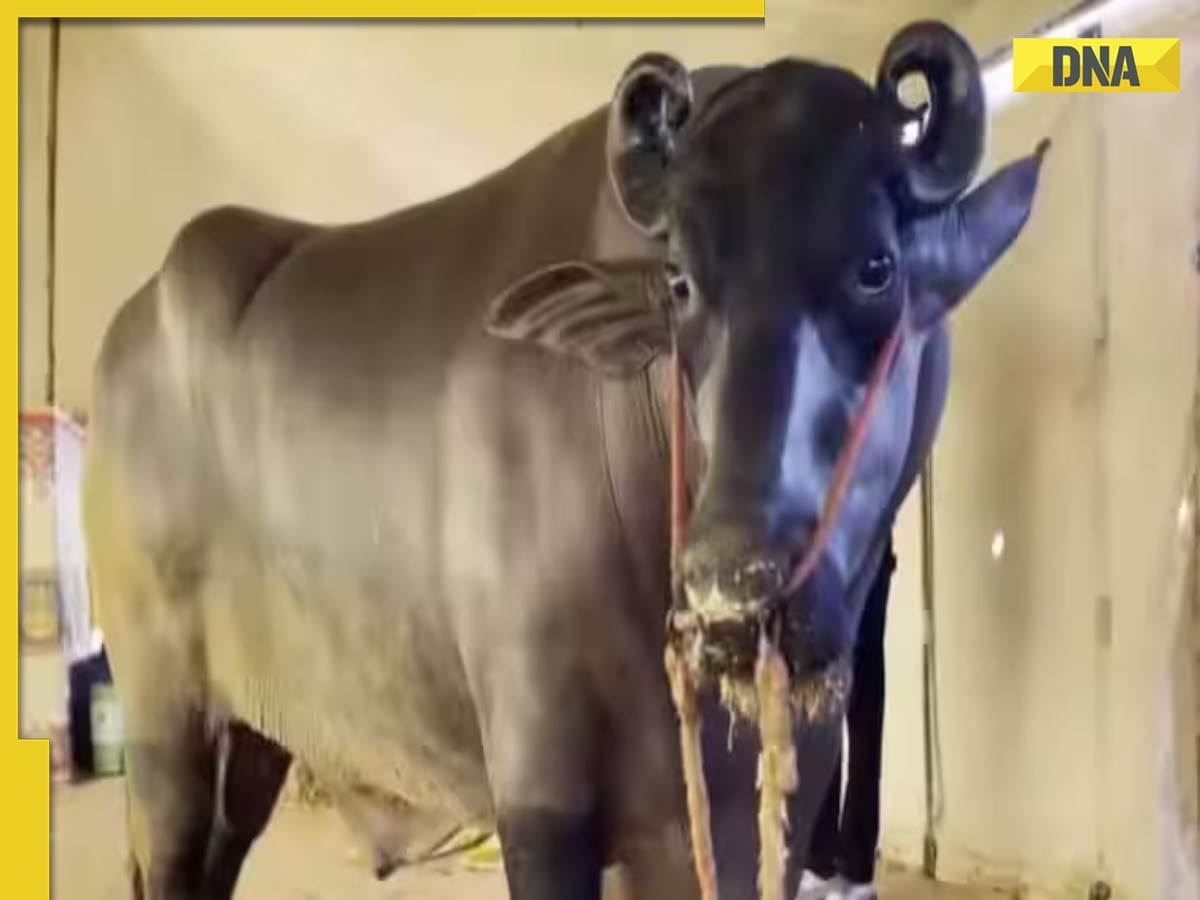 THIS Rs 23 crore buffalo lives luxurious life, eats dry fruits worth Rs 1500 daily, his semen is sold at...