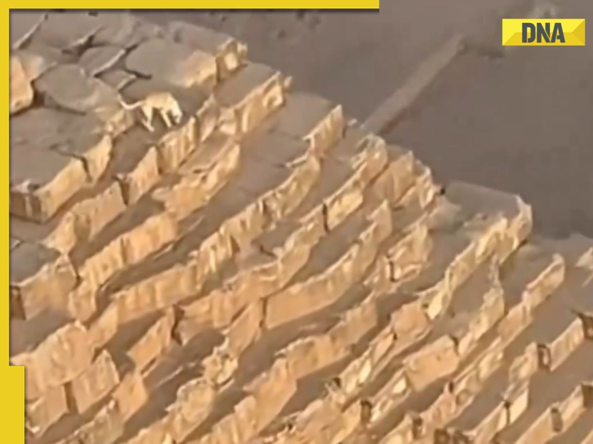 This stray dog becomes popular among tourists after it climbs Giza Pyramid, watch