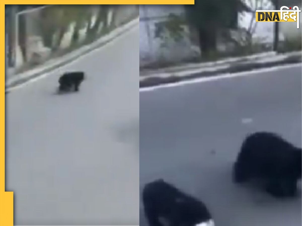 Viral: कनस्तर में फंसा भालू के बच्चे का सिर, मां हुई बेचैन, IFS अधिकारी ने शेयर किया रेस्क्यू का Video