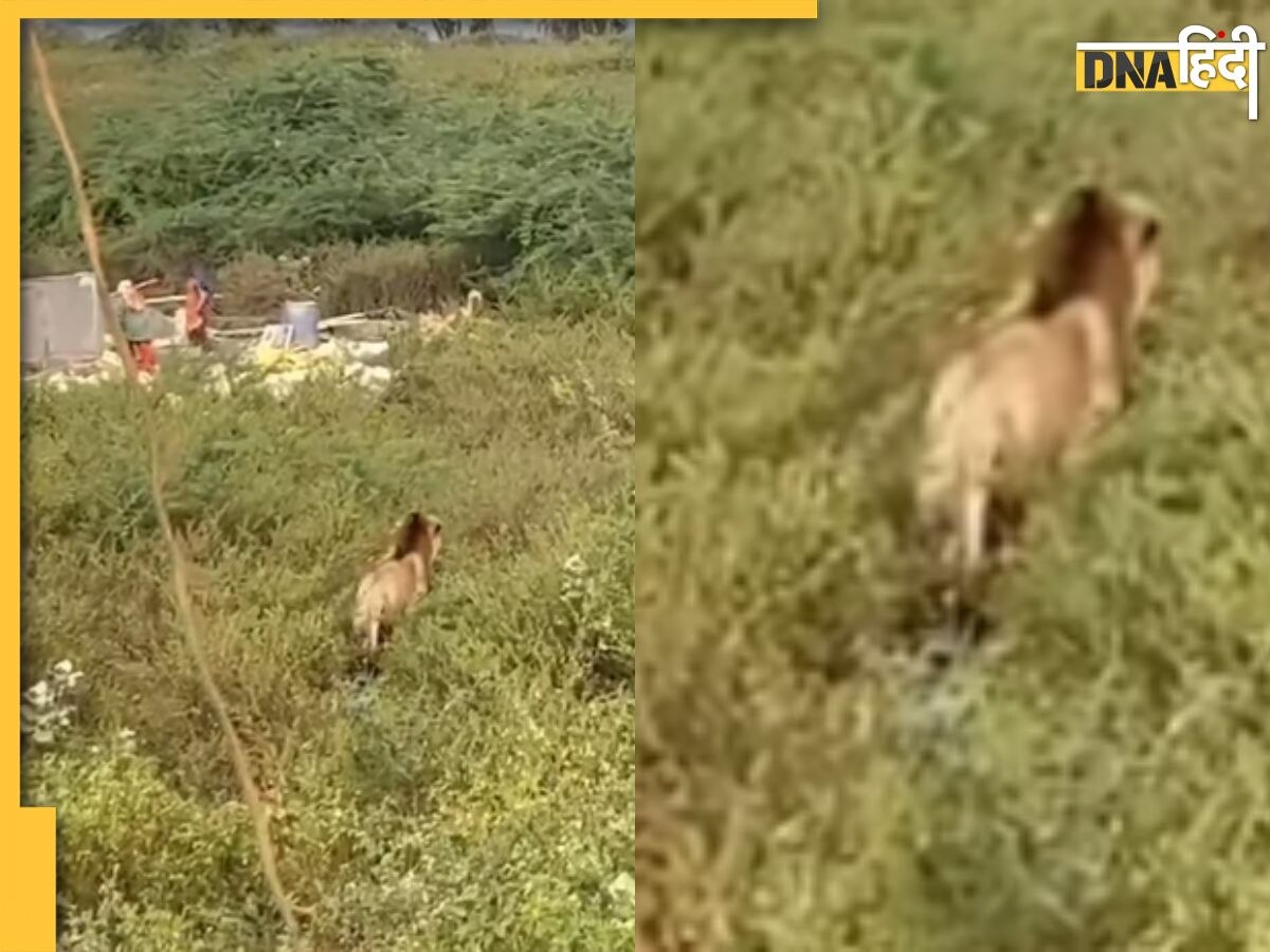 Viral: आज तो बाल-बाल बच गए, जब दबे पांव मजदूरों के पास पहुंच गया शेर, देखें Video