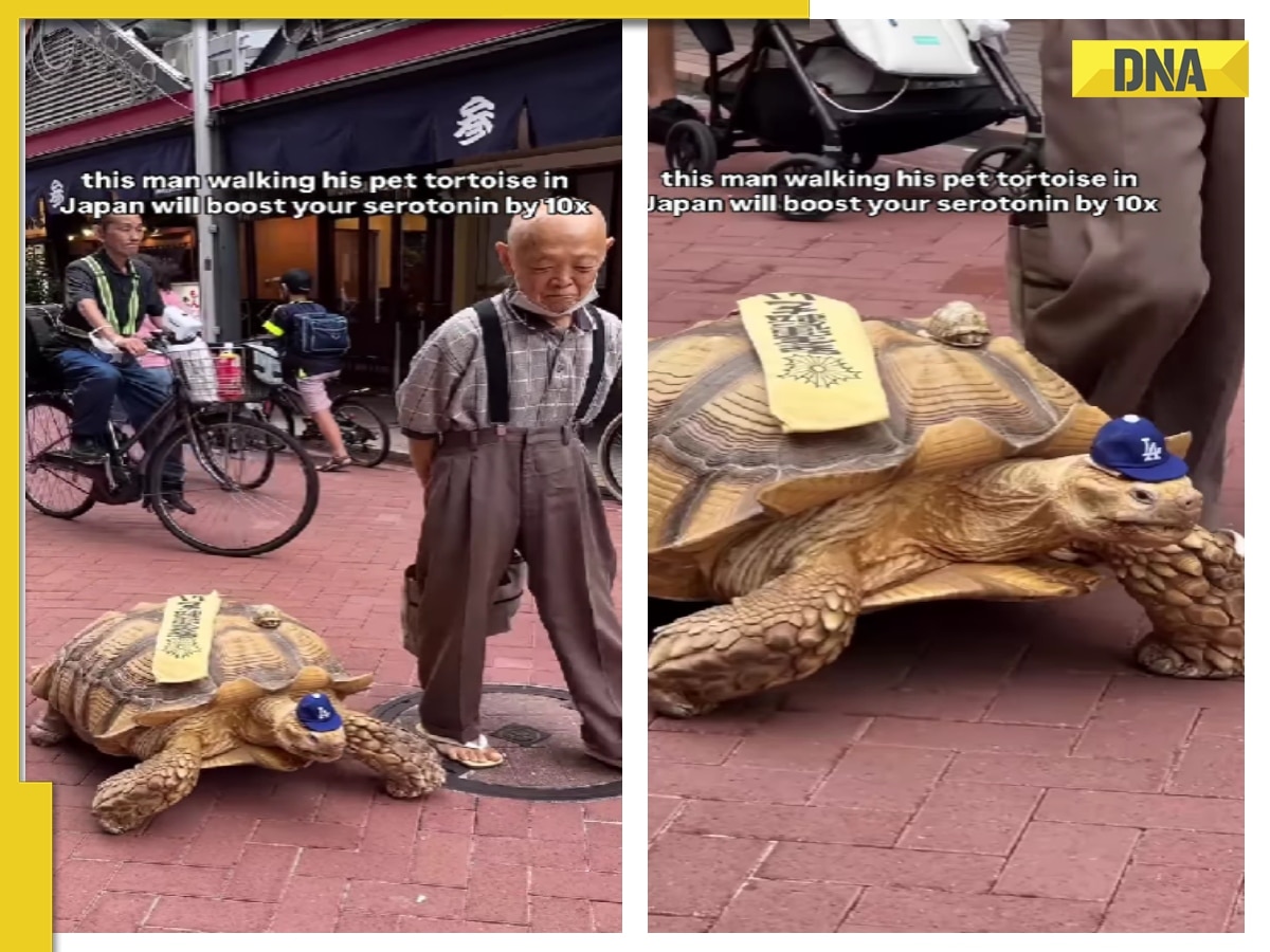 'Can't believe...': Japanese man walking with his giant pet tortoise catches netizens' attention, WATCH viral video 