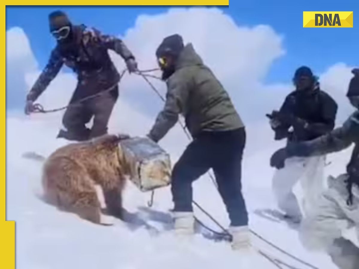 Viral video: Indian Army rescues Himalayan brown bear cub trapped in tin can, watch 