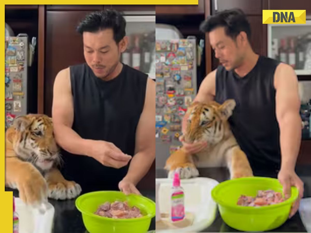 Video of adorable tiger cub melts hearts while enjoying a hand-fed meal, WATCH