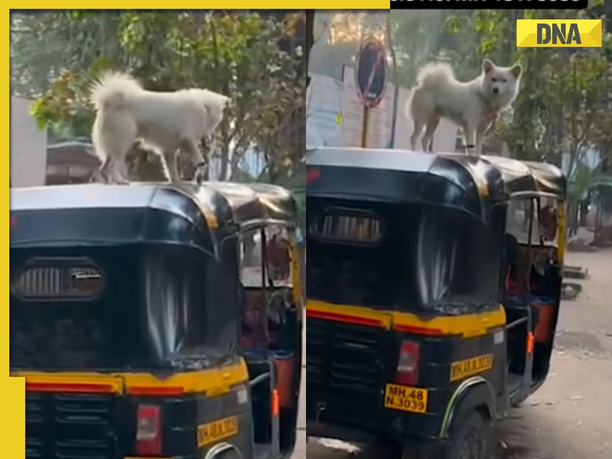Watch: Mumbai man drives with dogs on autorickshaw roof video goes viral