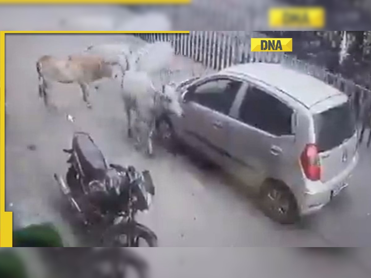 Watch: Car drags calf for 200 meters, cows rush to stop it, video goes viral 