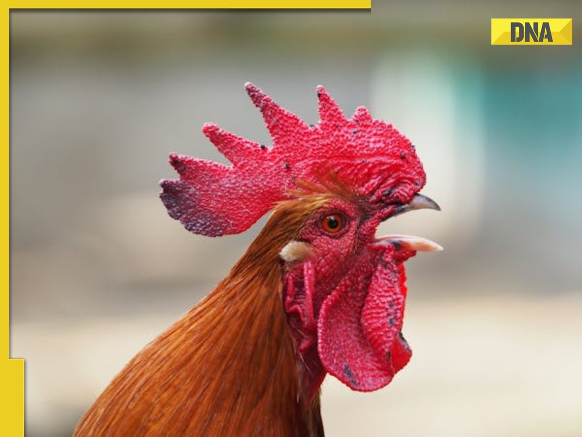 Chickens or dragons? Fire seen emitting from dead chickens in shocking video, know why