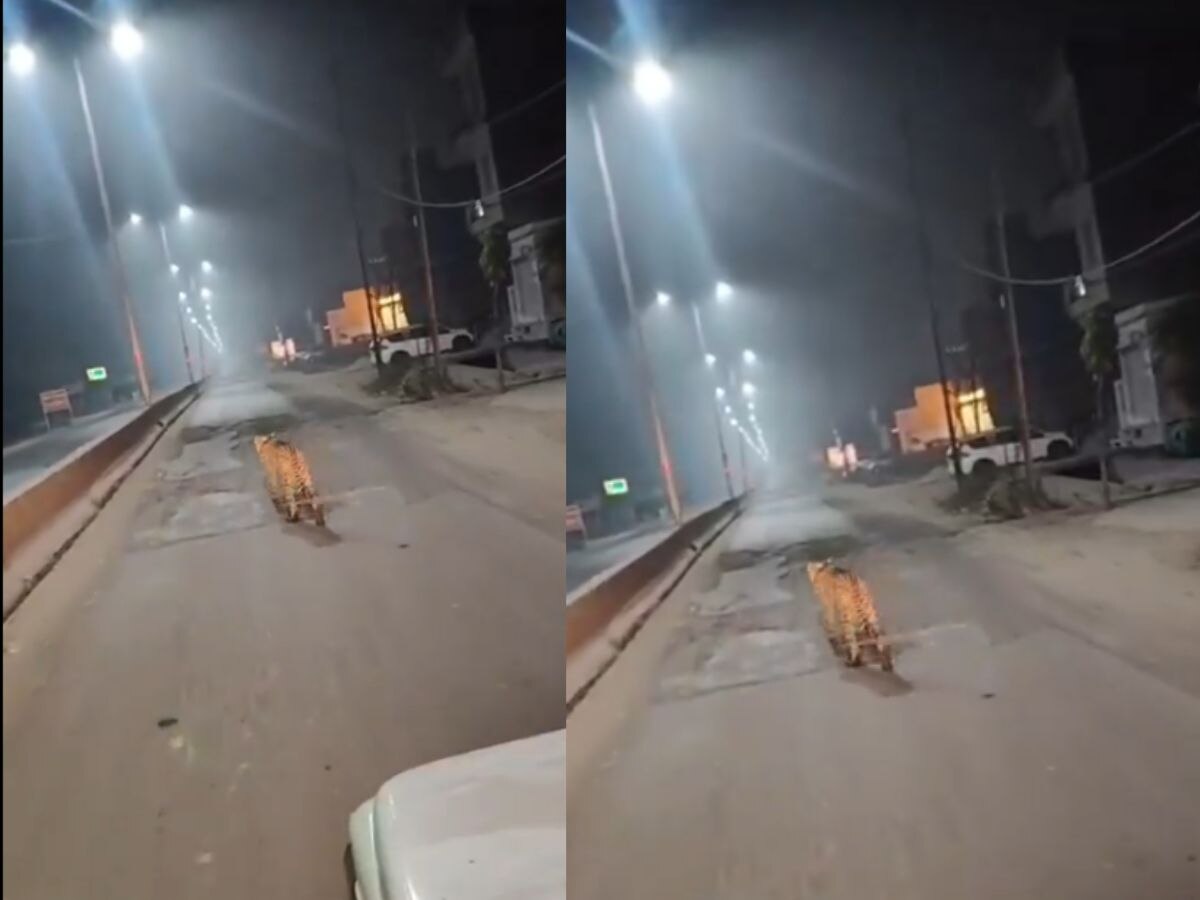 Viral Video: सड़क पर टहलते दिखा खूंखार जानवर, कैमरे में कैद हो गया डरावना मोमेंट