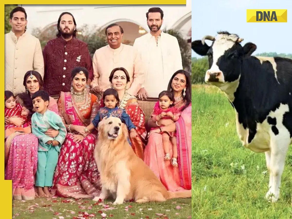 Mukesh Ambani, Nita Ambani consume milk of this cow breed, it drinks RO water, rests on special mattress, it is...
