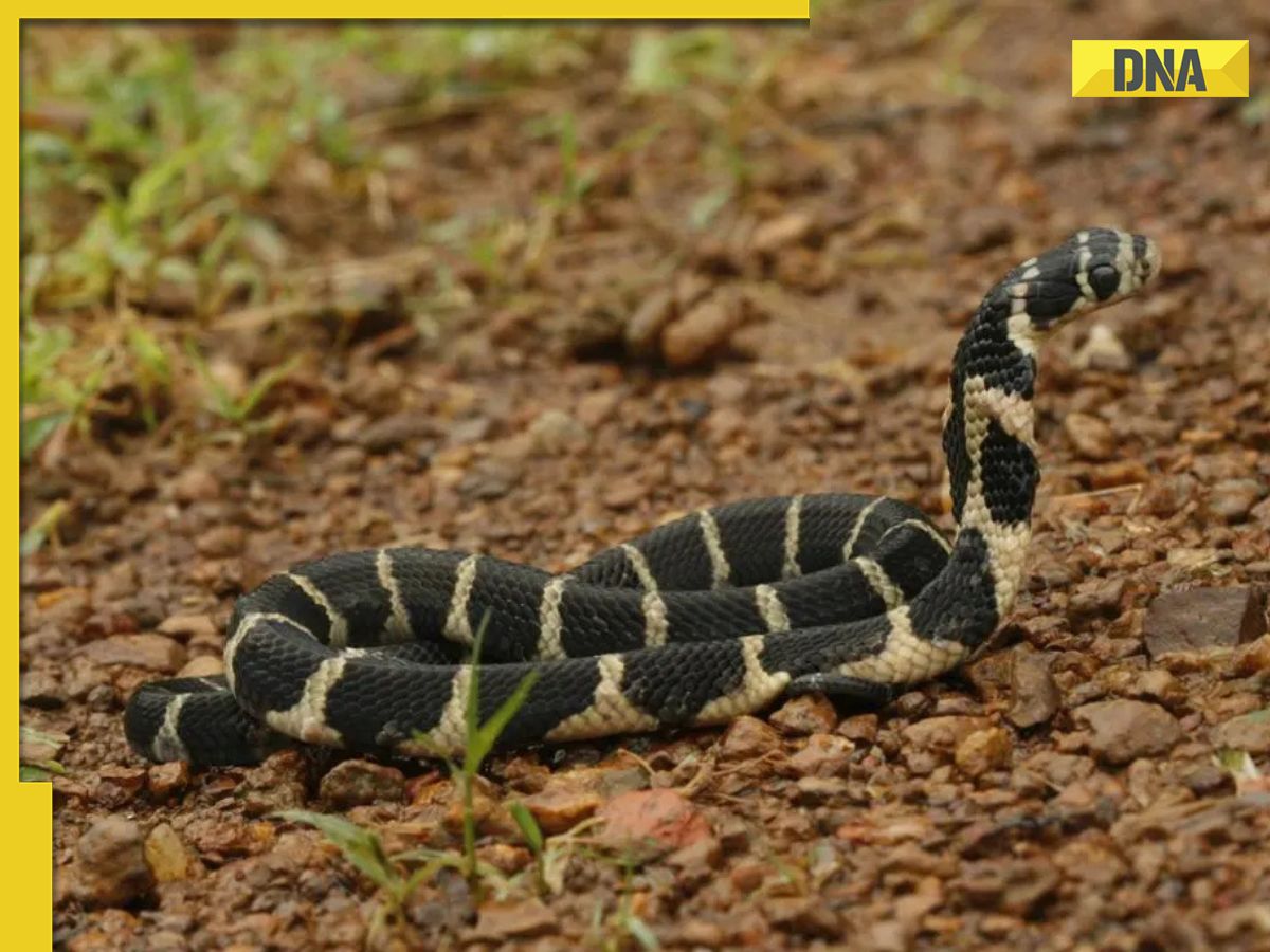 King Cobras: Scientists reclassify world's longest venomous snakes