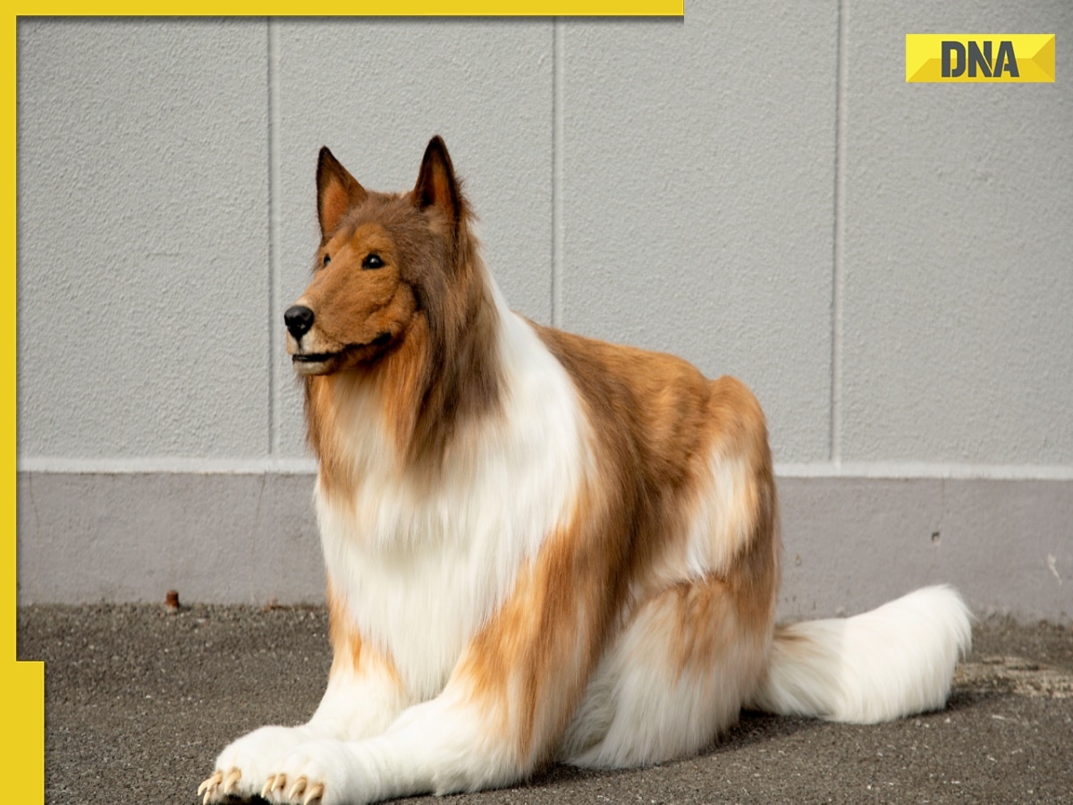 At THIS zoo you can become a dog but with terms and conditions, can book private sessions for Rs...