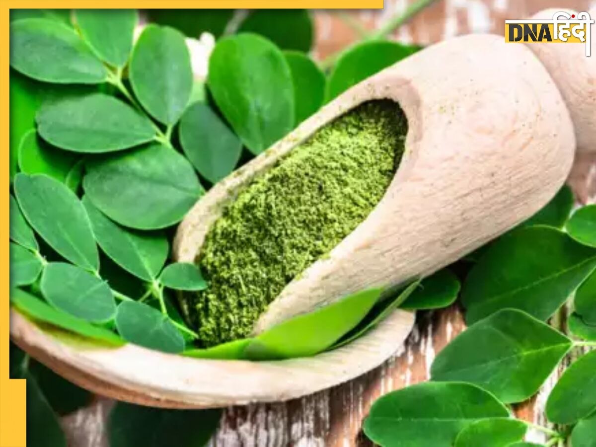 Moringa Leaves Benefits: संजीवनी बूटी से कम नहीं ये हरी पत्तियां, ब्लड शुगर के साथ कंट्रोल कर देगी तेजी से बढ़ता वजन