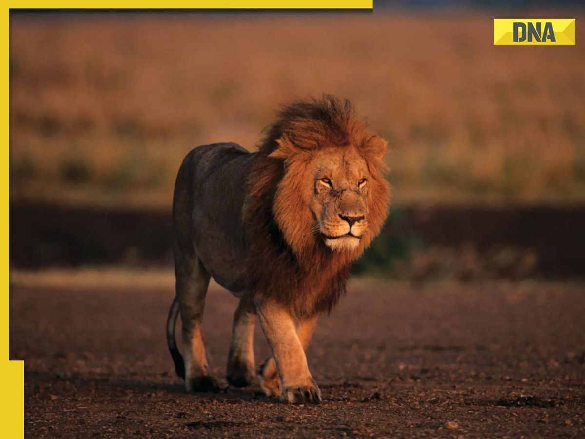 Zookeeper enters lion's den to impress girlfriend; here's what happens next
