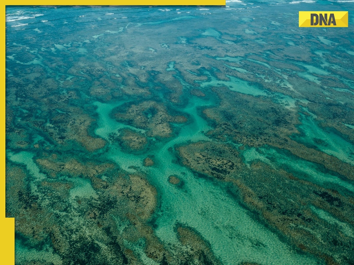 Coral bleaching on Australia's Great Barrier Reef reaches 'catastrophic' levels due to..., here's what study says 