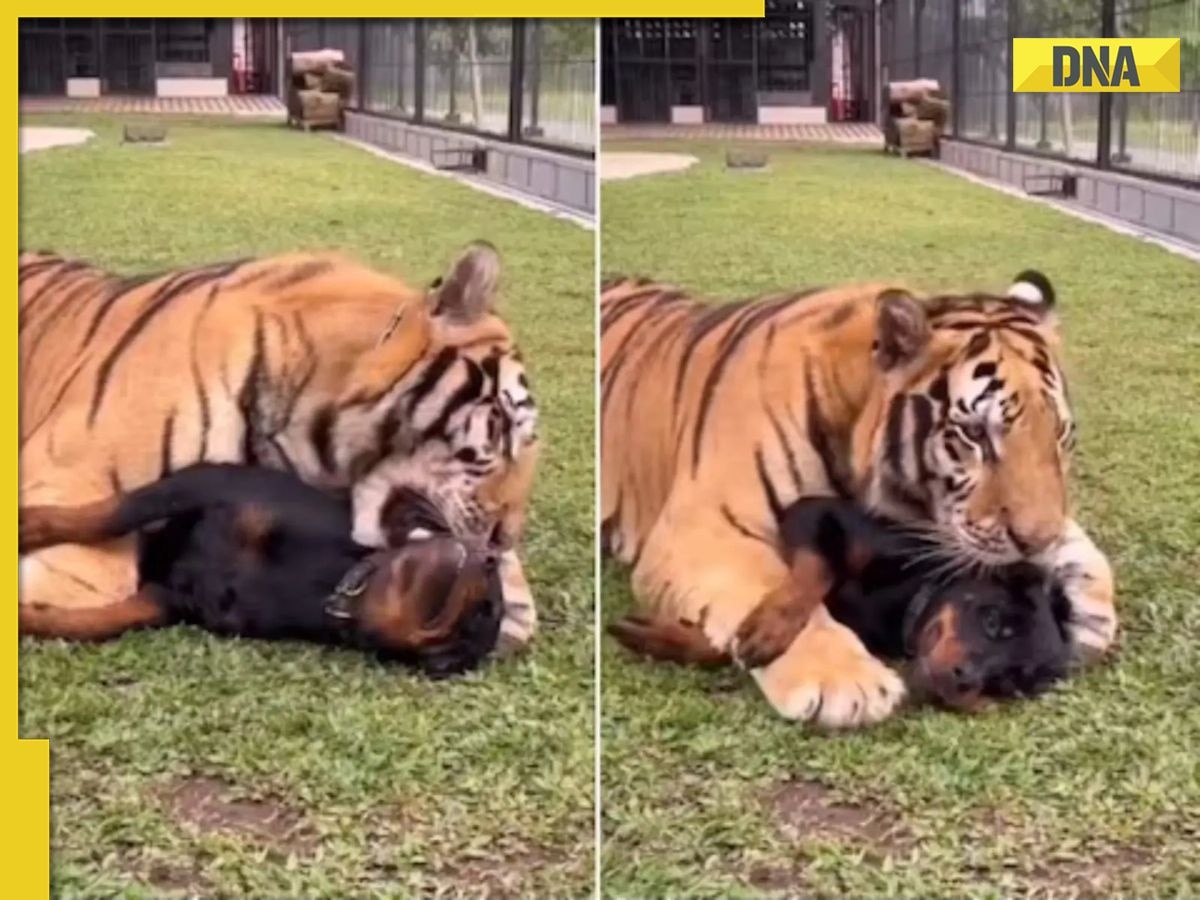 'Love knows no boundaries': Tiger's adorable cuddle session with dog goes viral, WATCH