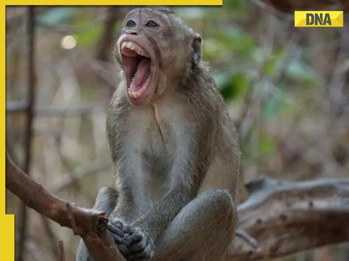SHOCKING: Class 10 student dies after being pushed by monkey from rooftop