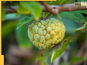Custard Apple Benefits: सेहत के लिए रामबाण है शरीफा, फायदे जानकर रह जाएंगे हैरान!